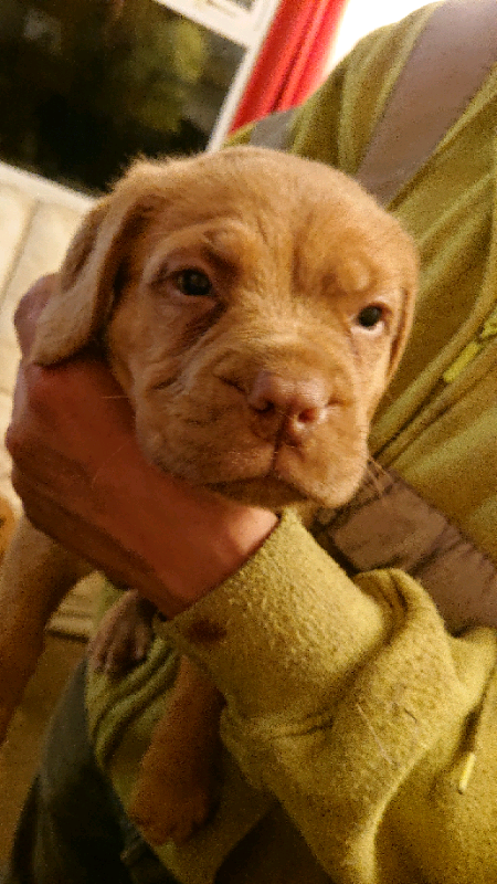 dogue de bordeaux for sale gumtree